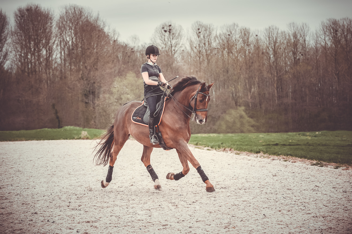 Cheval au trot allongé