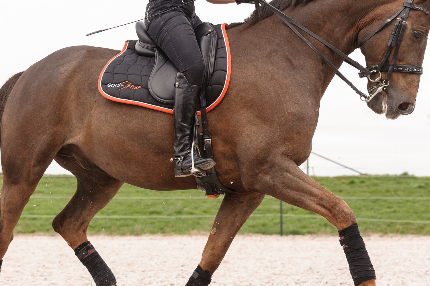 Equisense motion sur sangle dressage