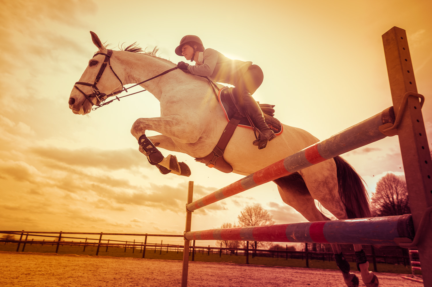 Cheval blanc obstacle avec soleil