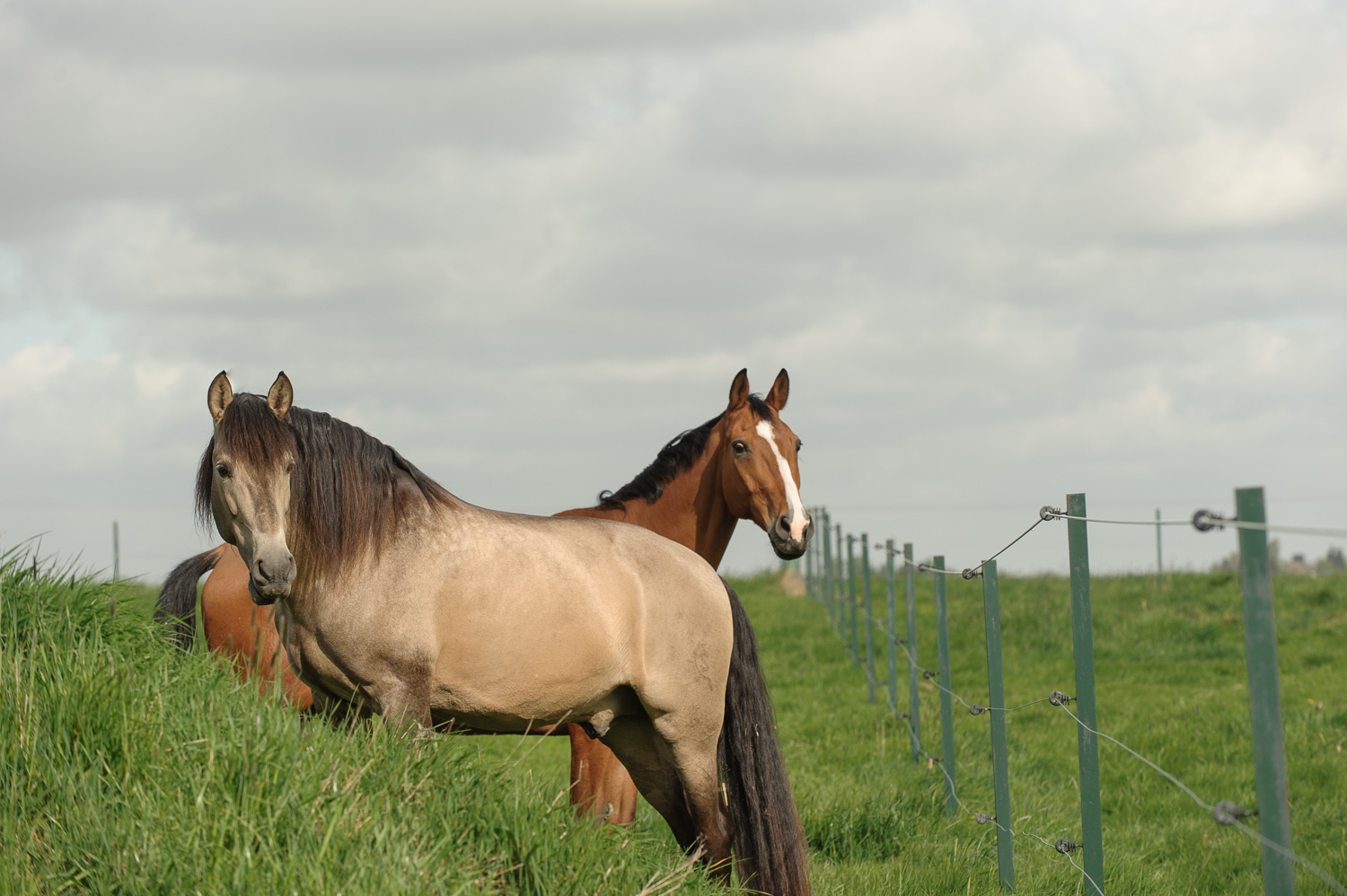 Carino et Wizard Blue