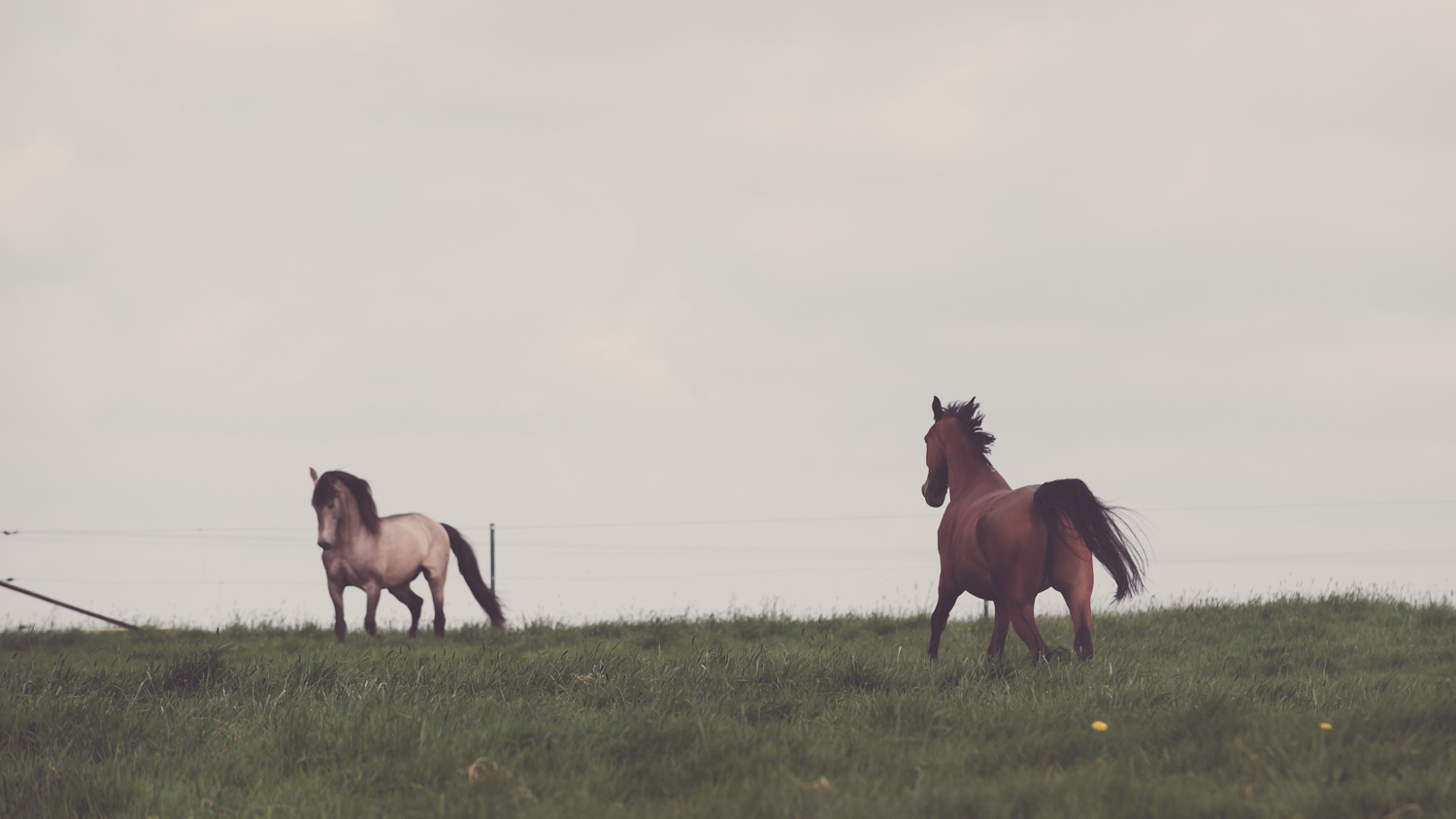 Carino et Wizard Blue galopent