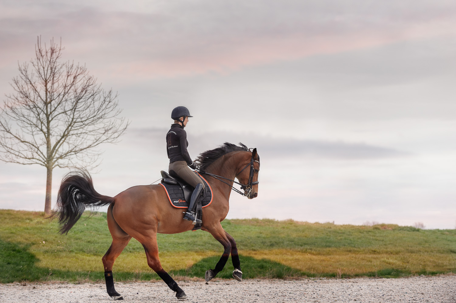 Cheval bai au galop