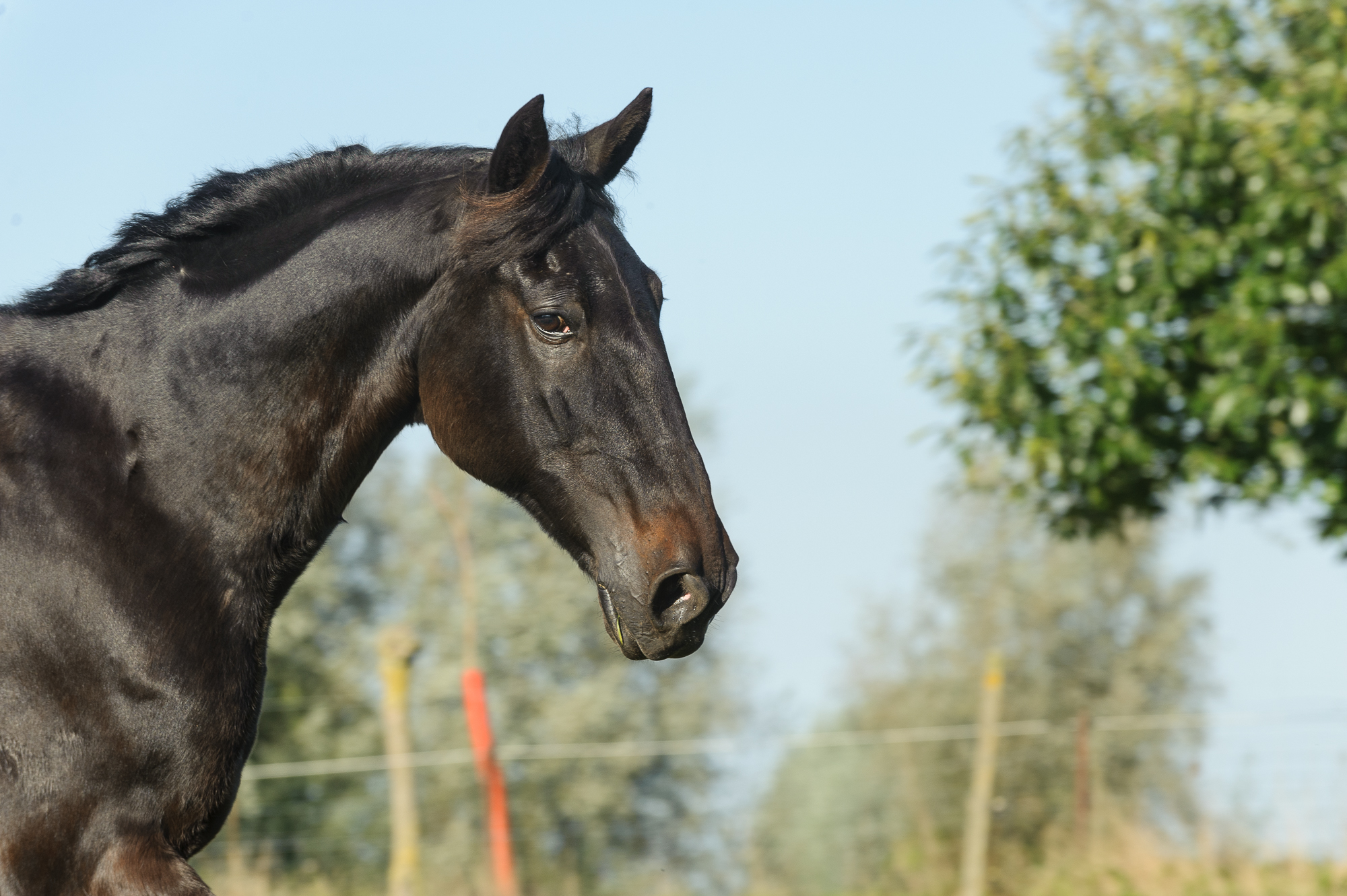 cheval noir portrait