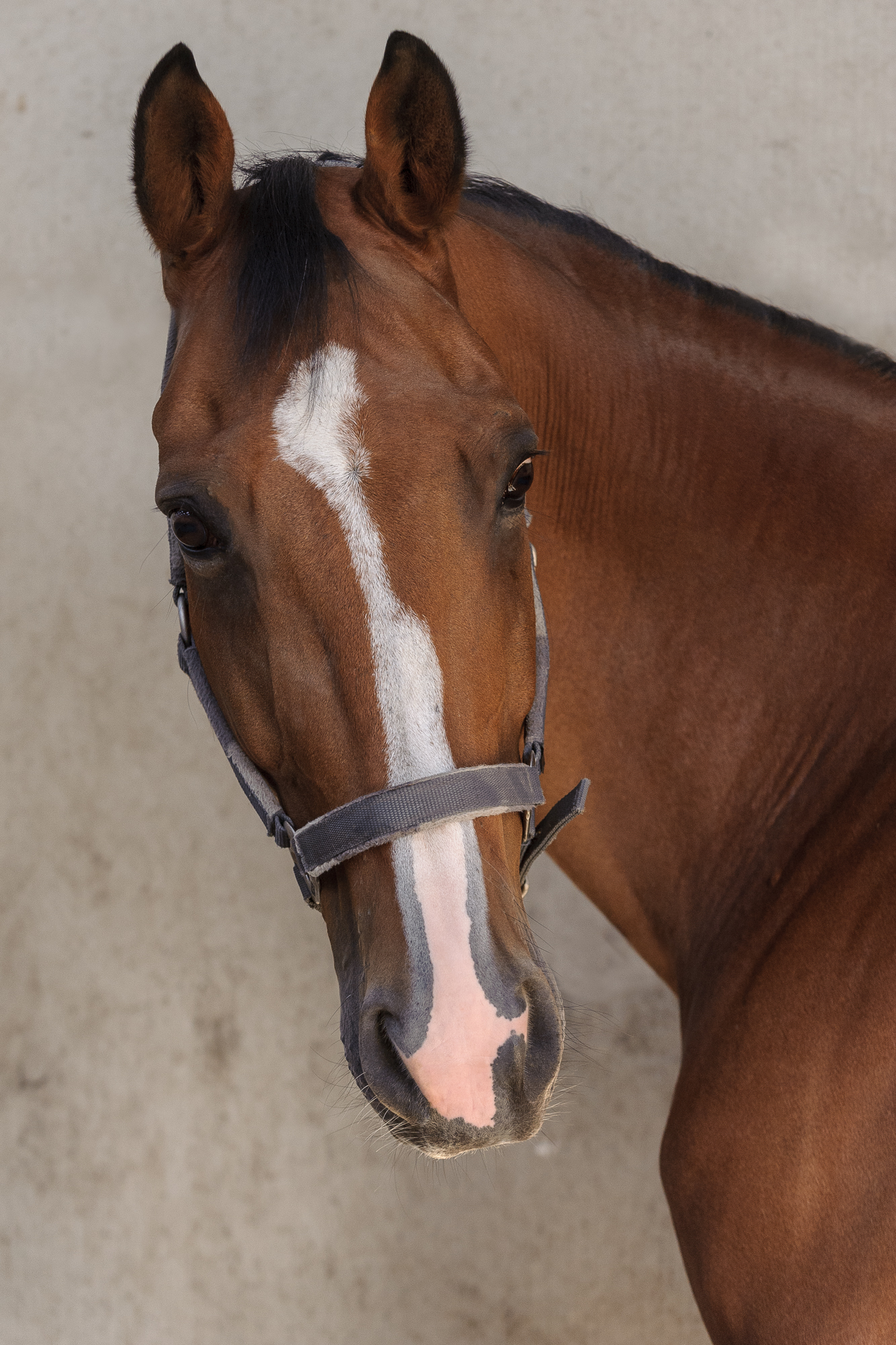 portrait d'un cheval