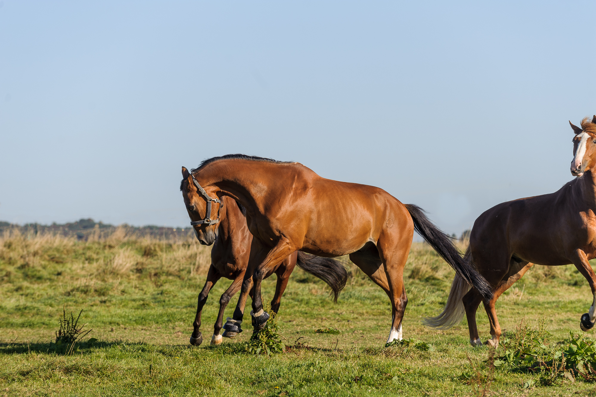 chevaux qui s'amusent