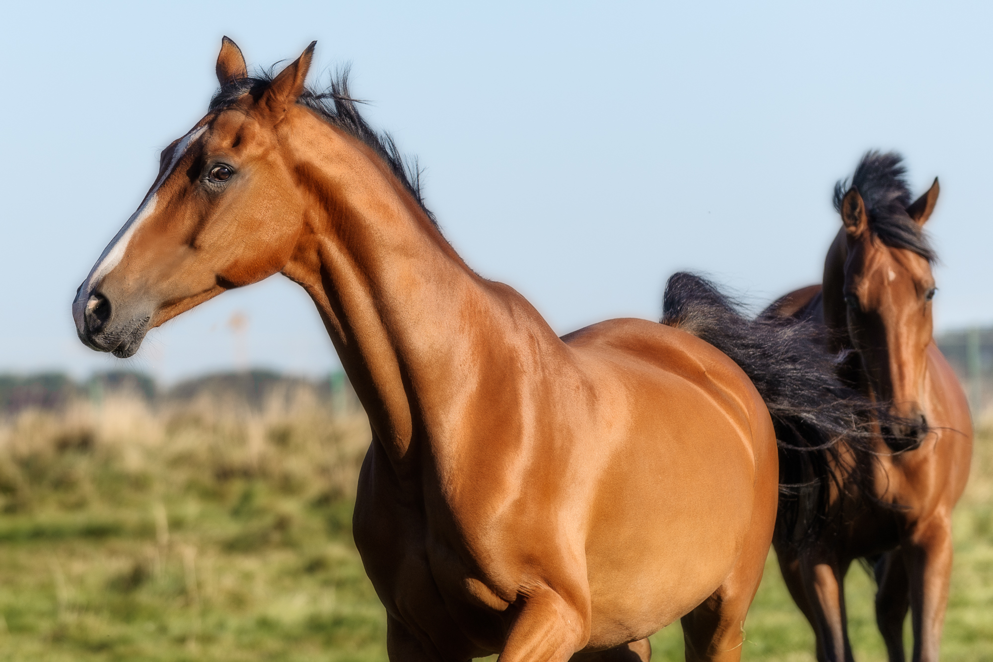 cheval qui galope