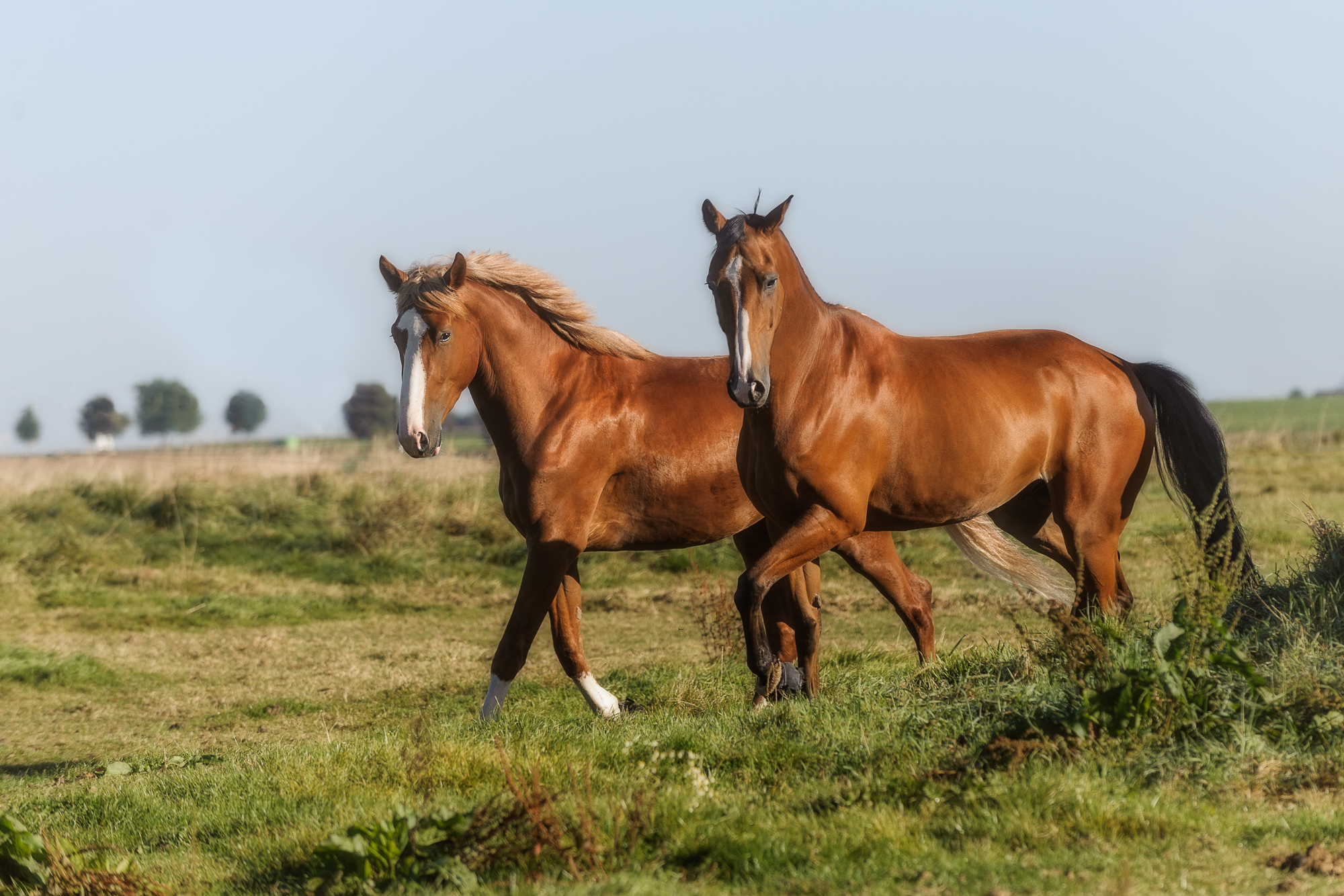 chevaux qui trottent