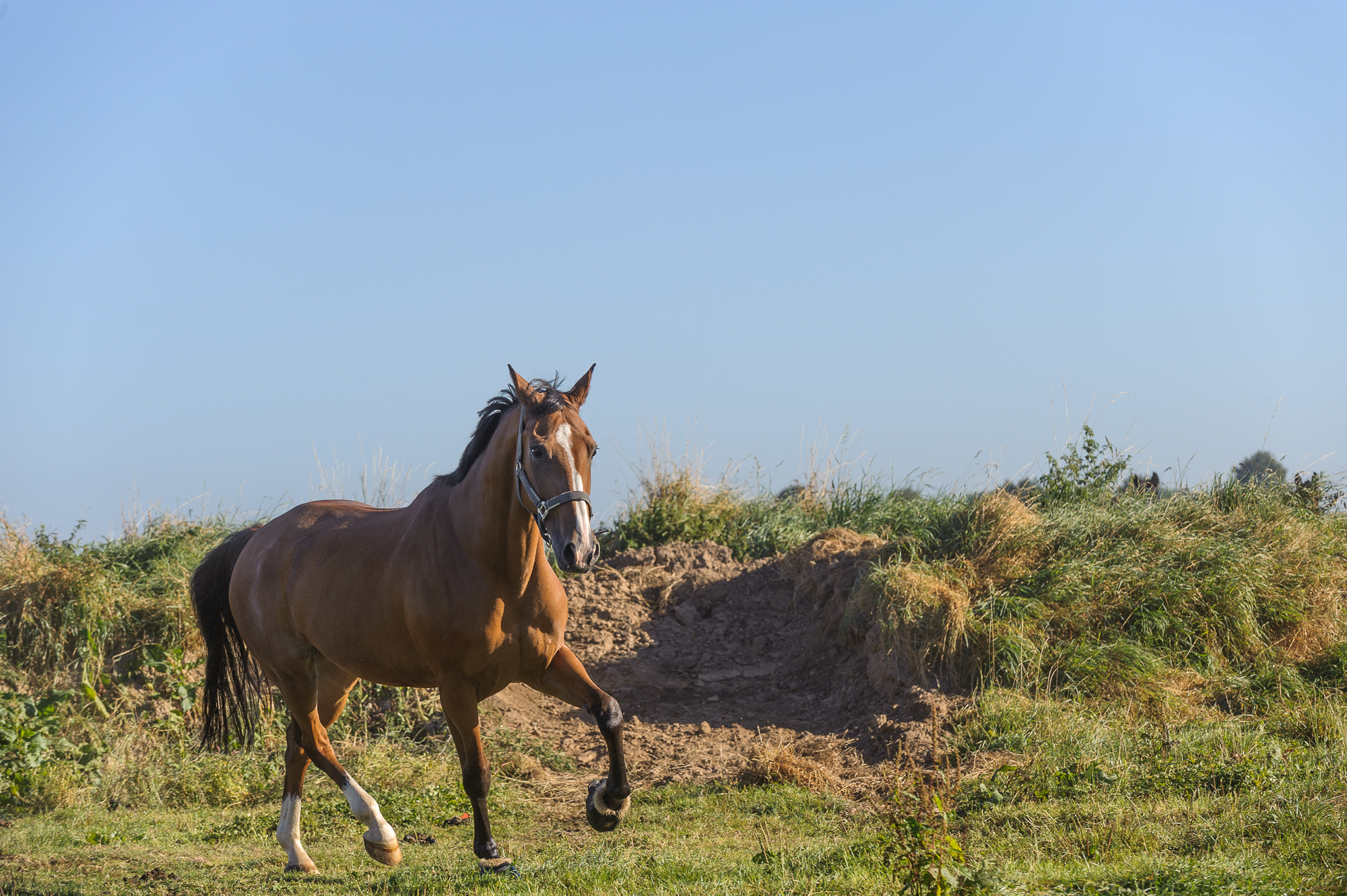 cheval qui trotte