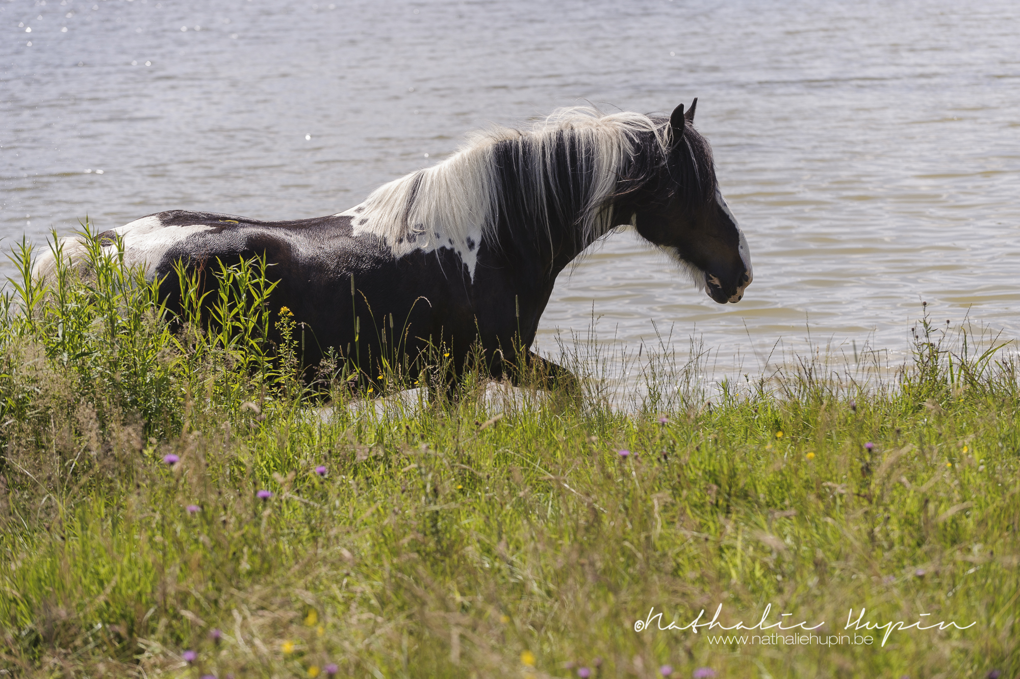 Ostin sort de l'eau