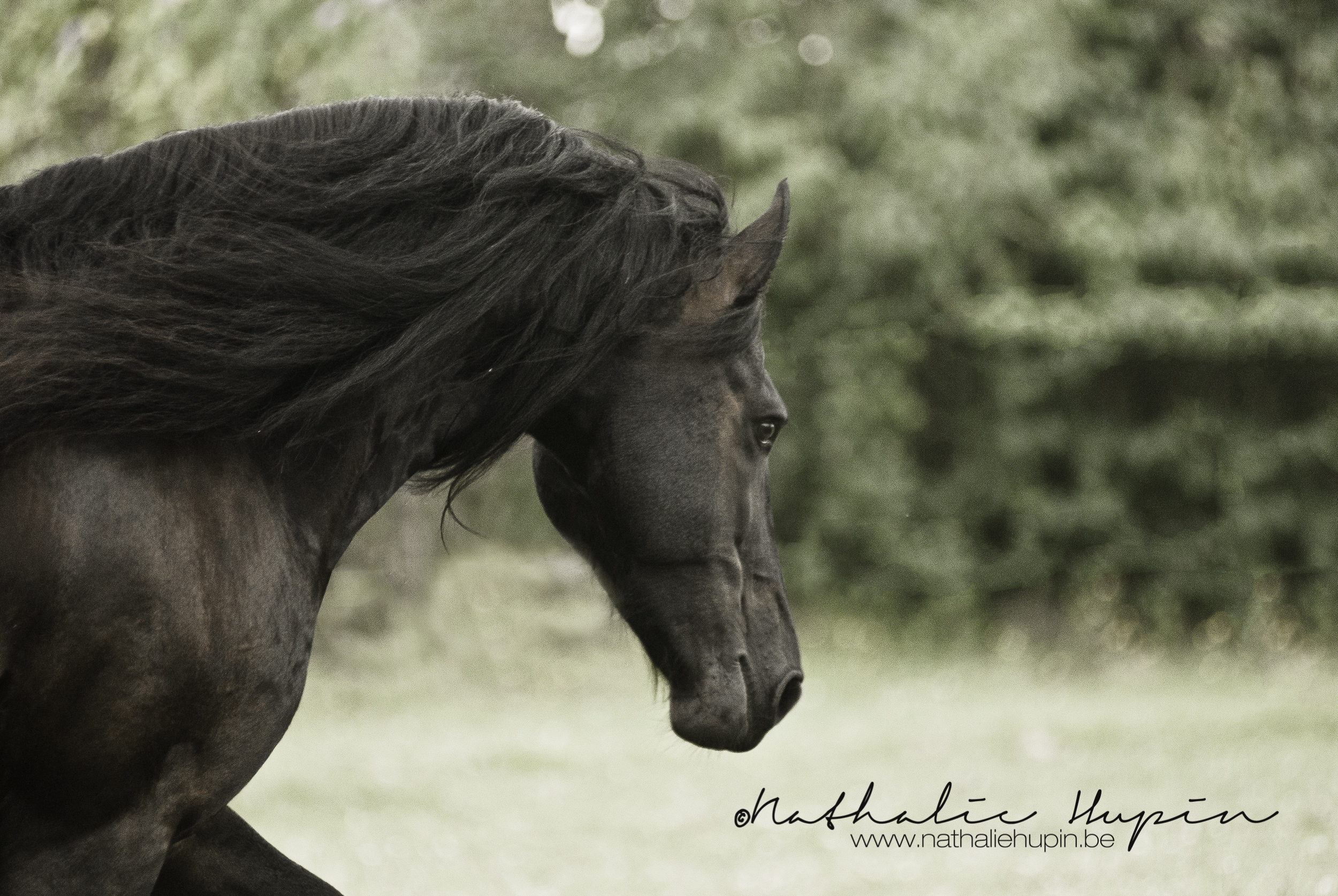 nhupin-chevaux--11