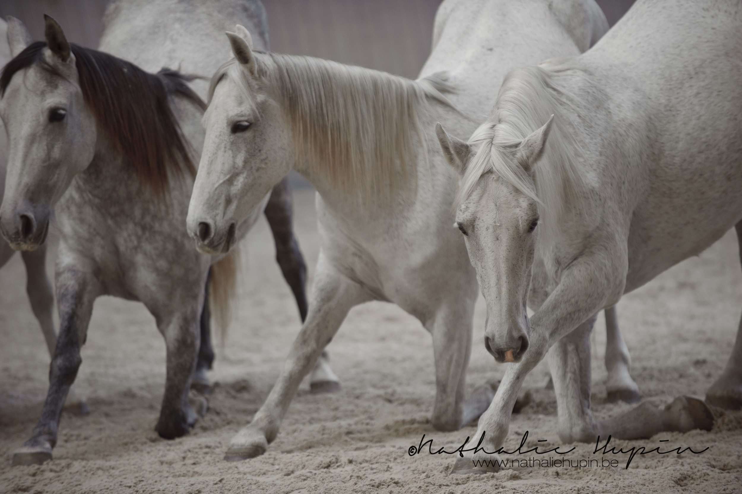 nhupin-chevaux-1355