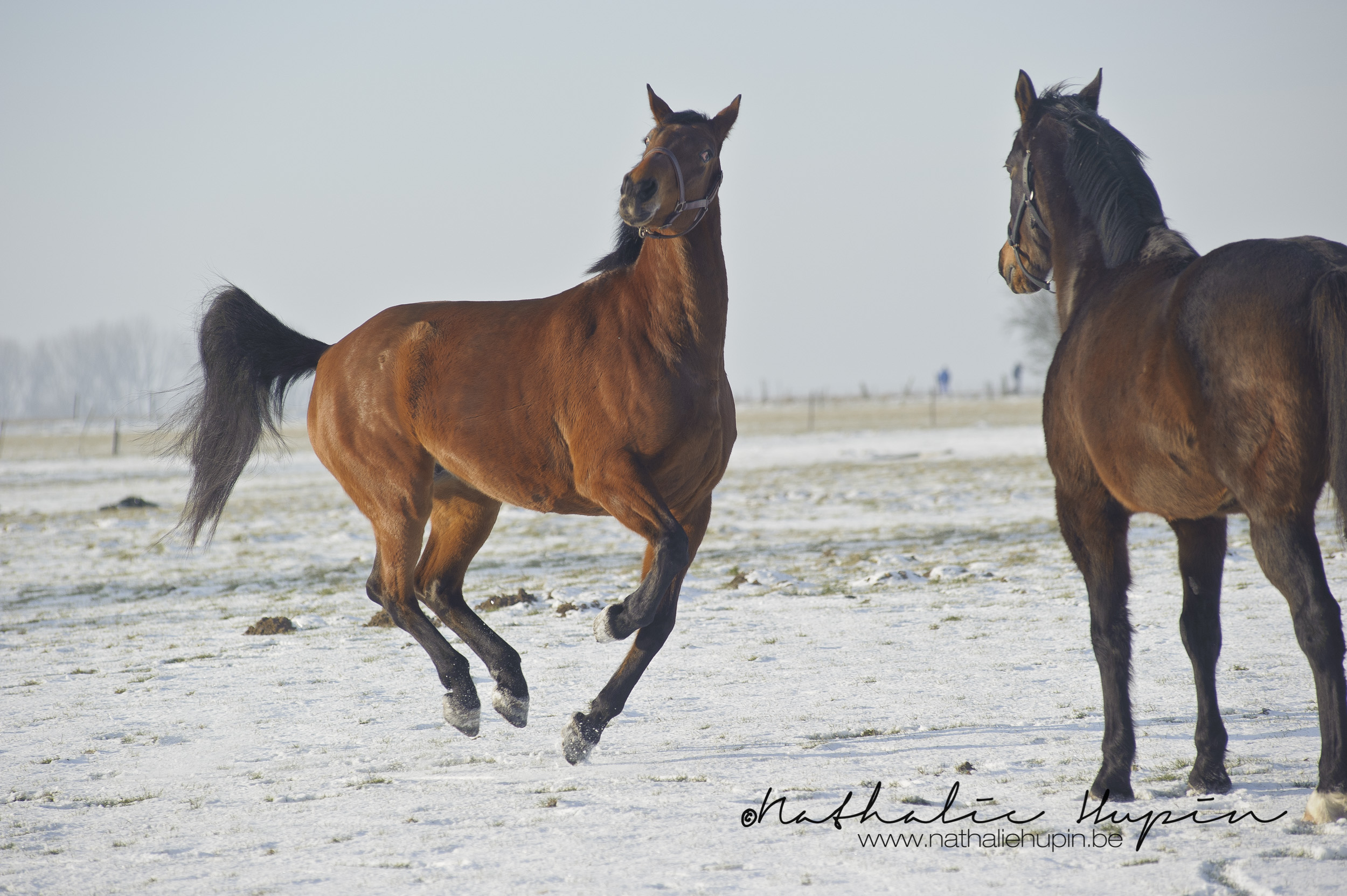 nhupin-chevaux-1397