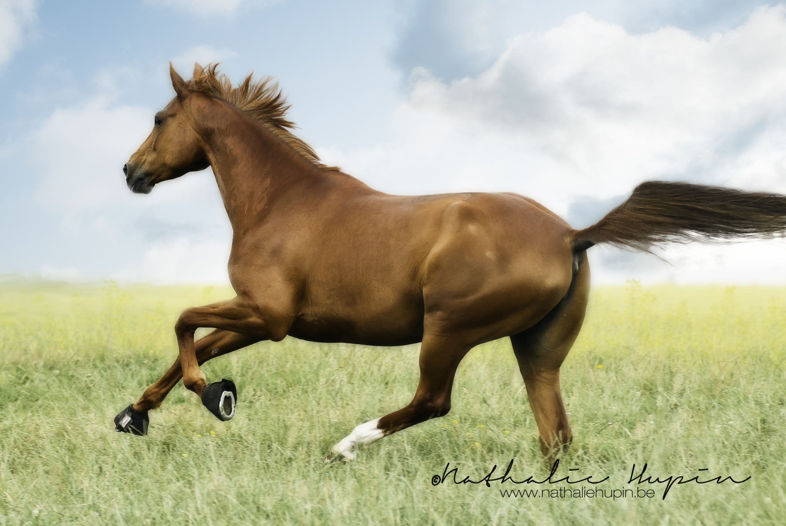 nhupin-chevaux--14