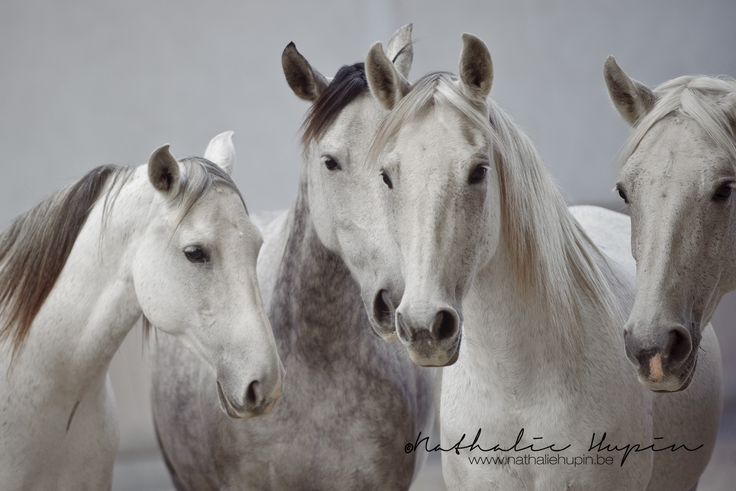 nhupin-chevaux-1425