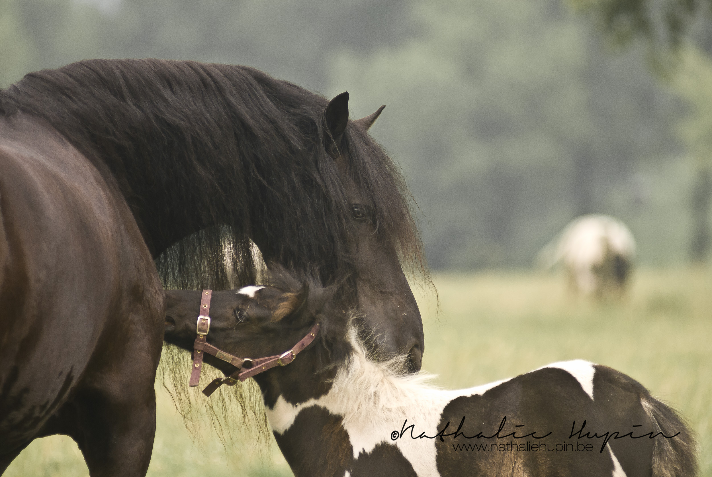 nhupin-chevaux-2