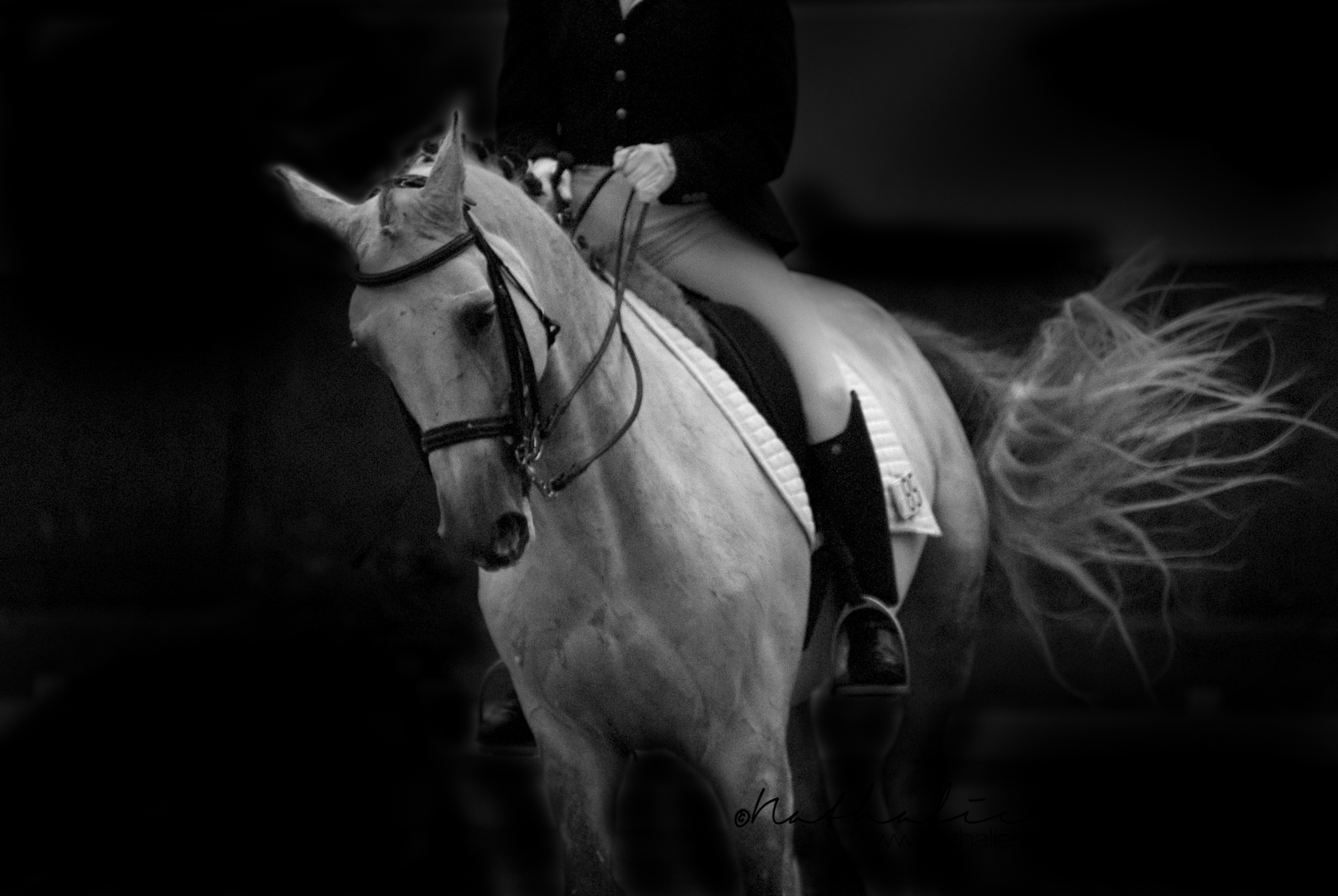 Concours de dressage