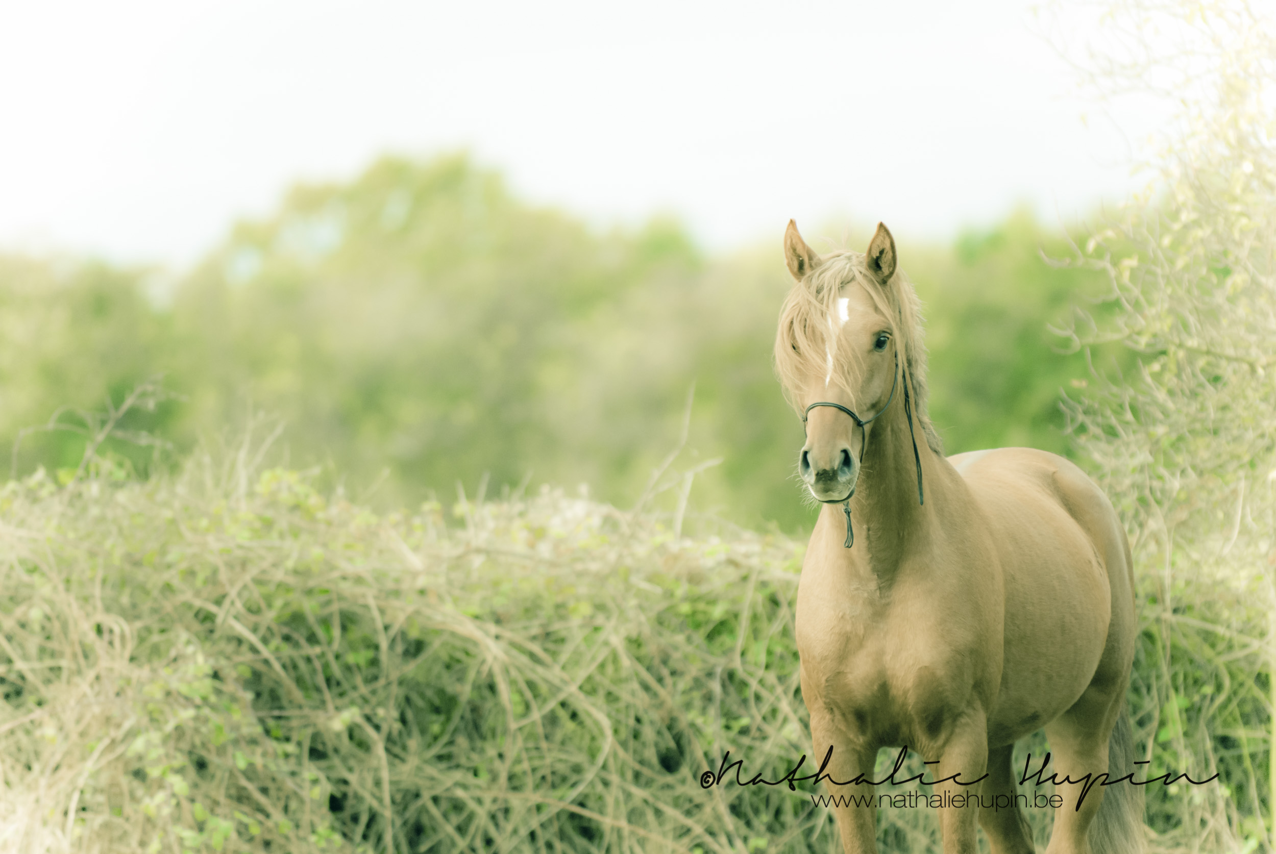 nhupin-chevaux-4053