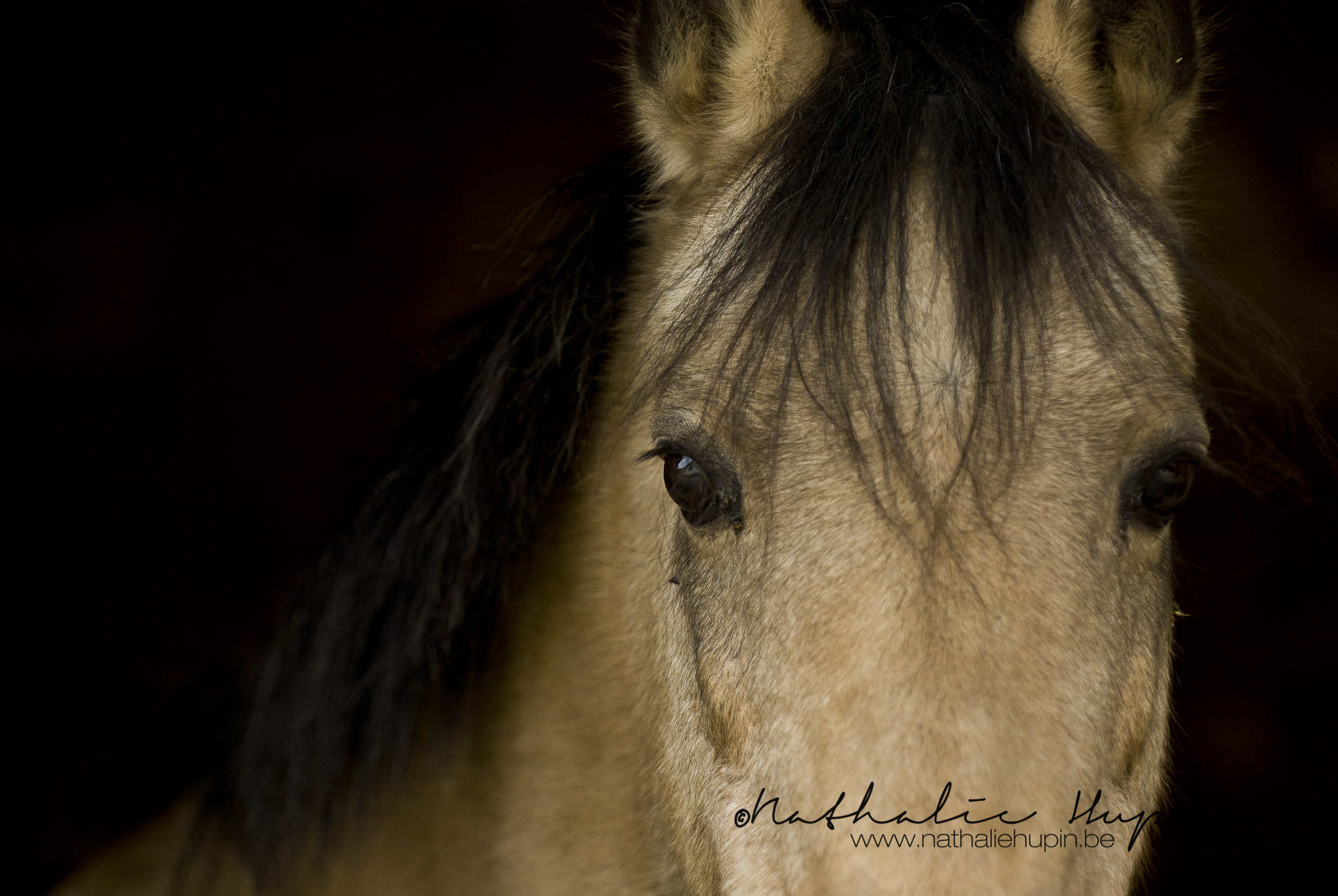 nhupin-chevaux-4119