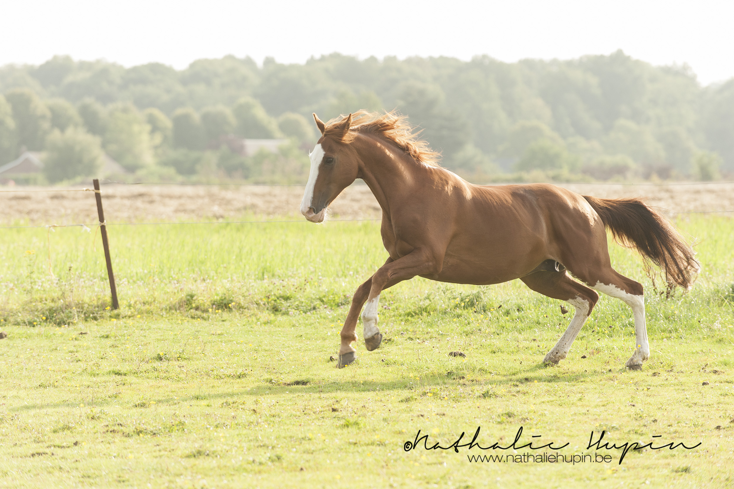 nhupin-chevaux-4893