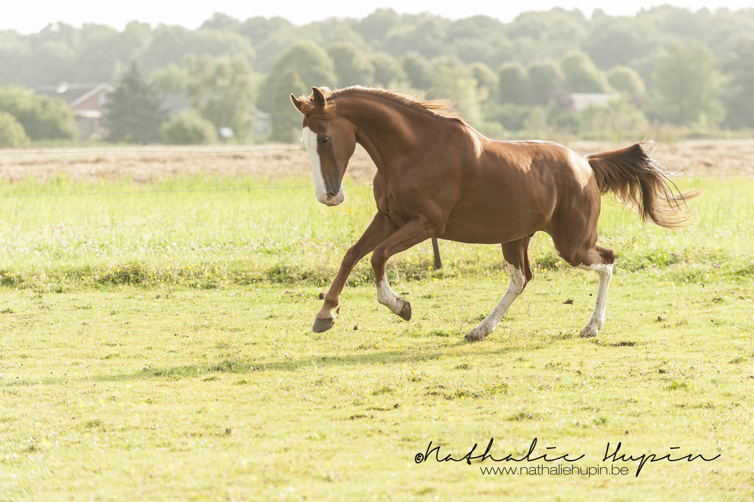 nhupin-chevaux-4896