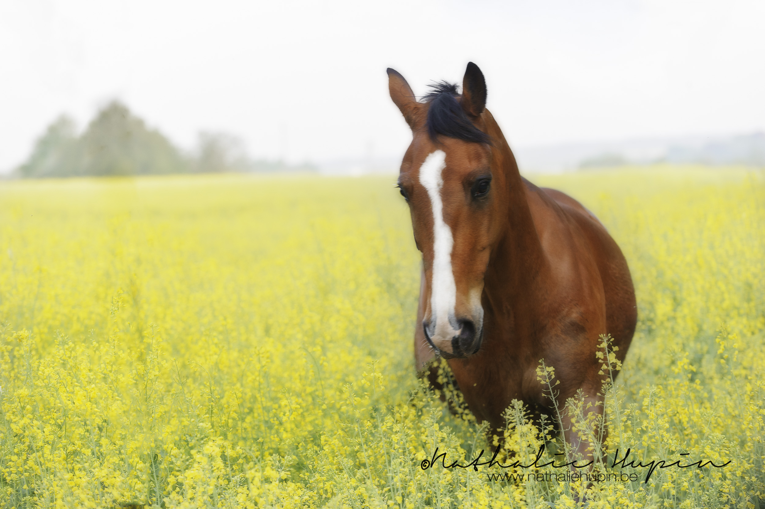 nhupin-chevaux--59