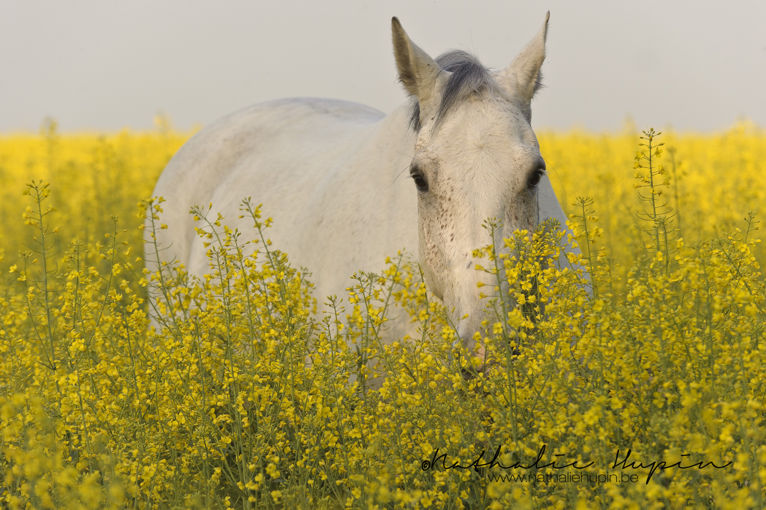 nhupin-chevaux--60