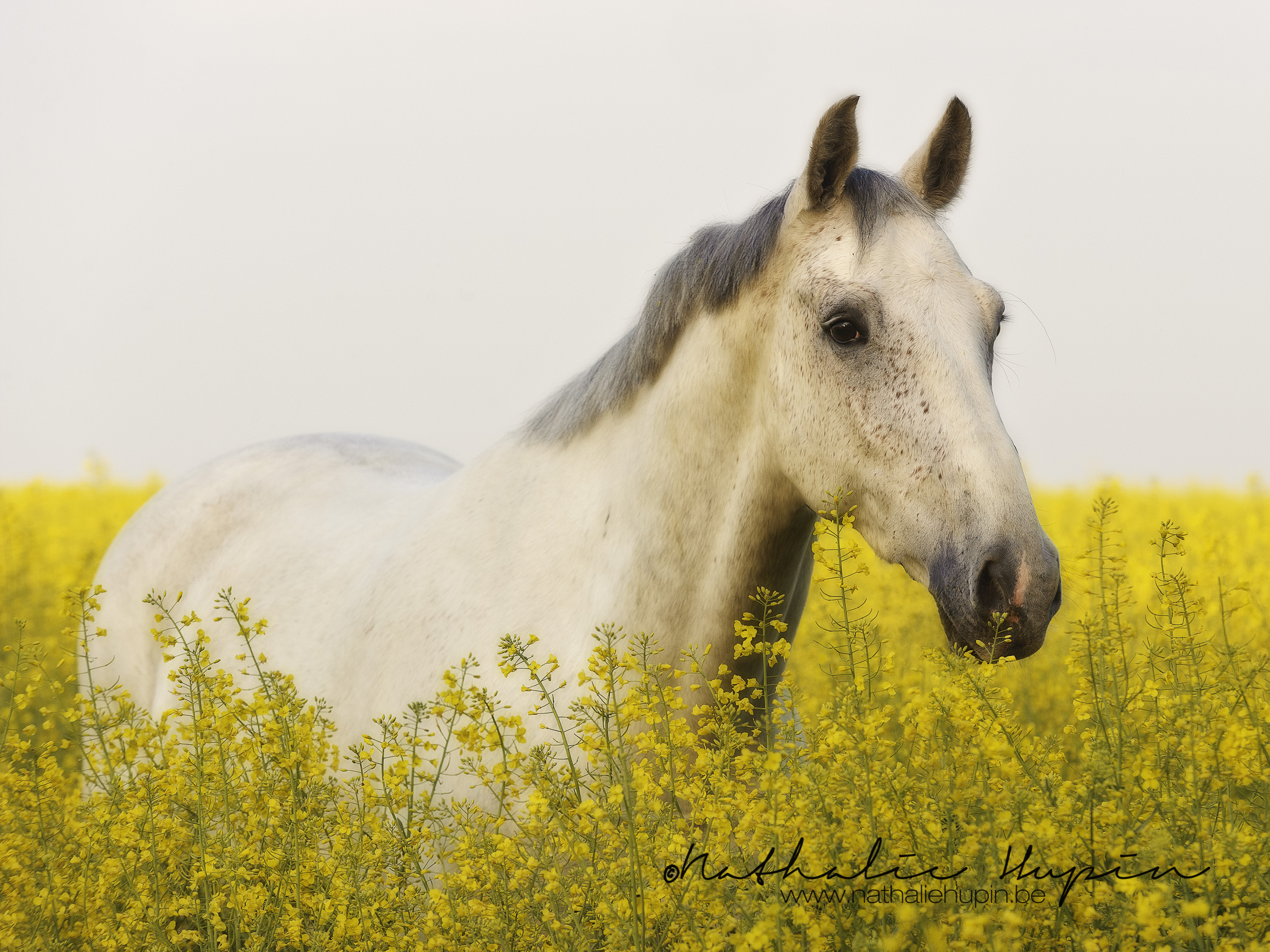 nhupin-chevaux--61