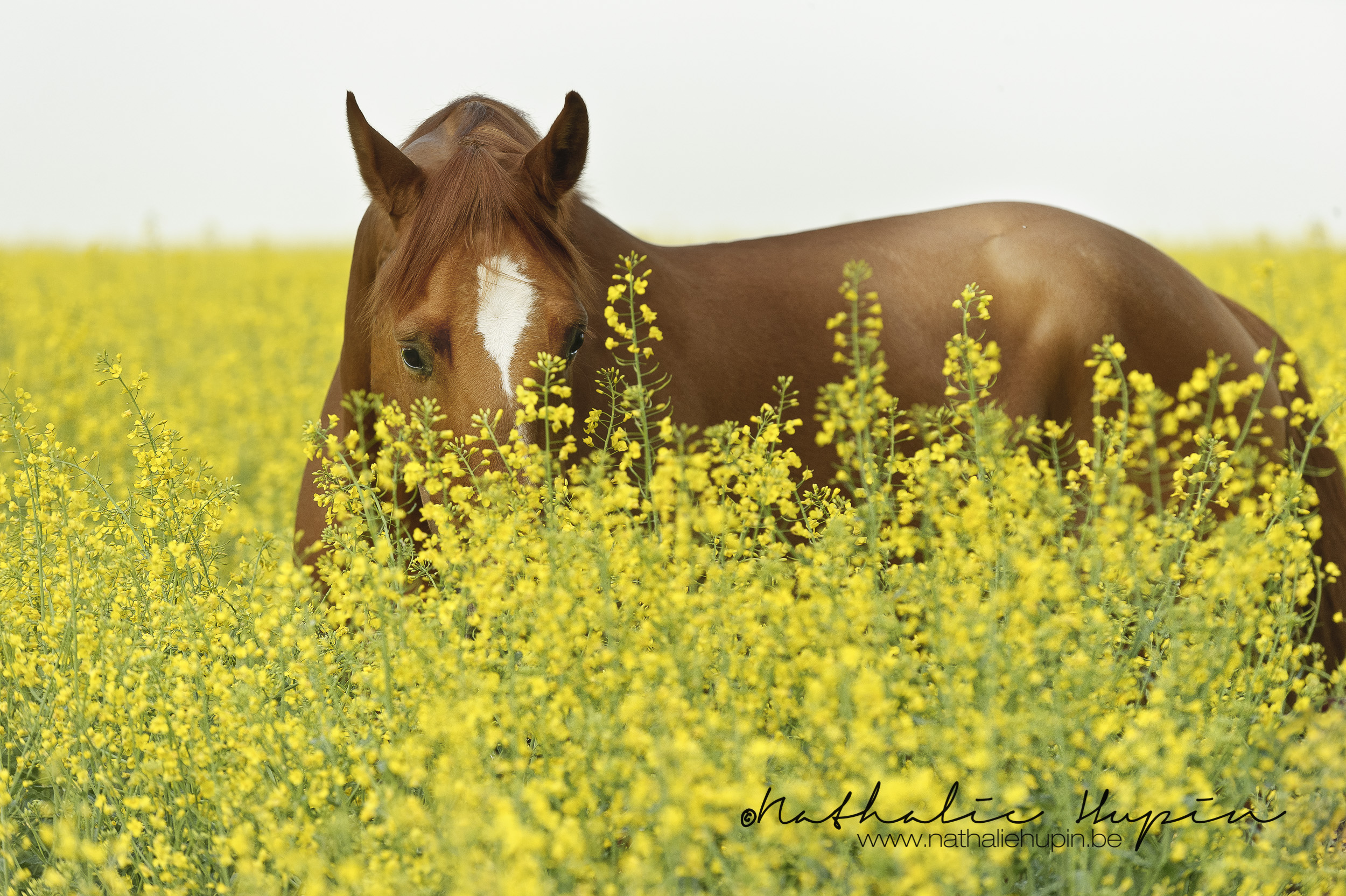 nhupin-chevaux--64