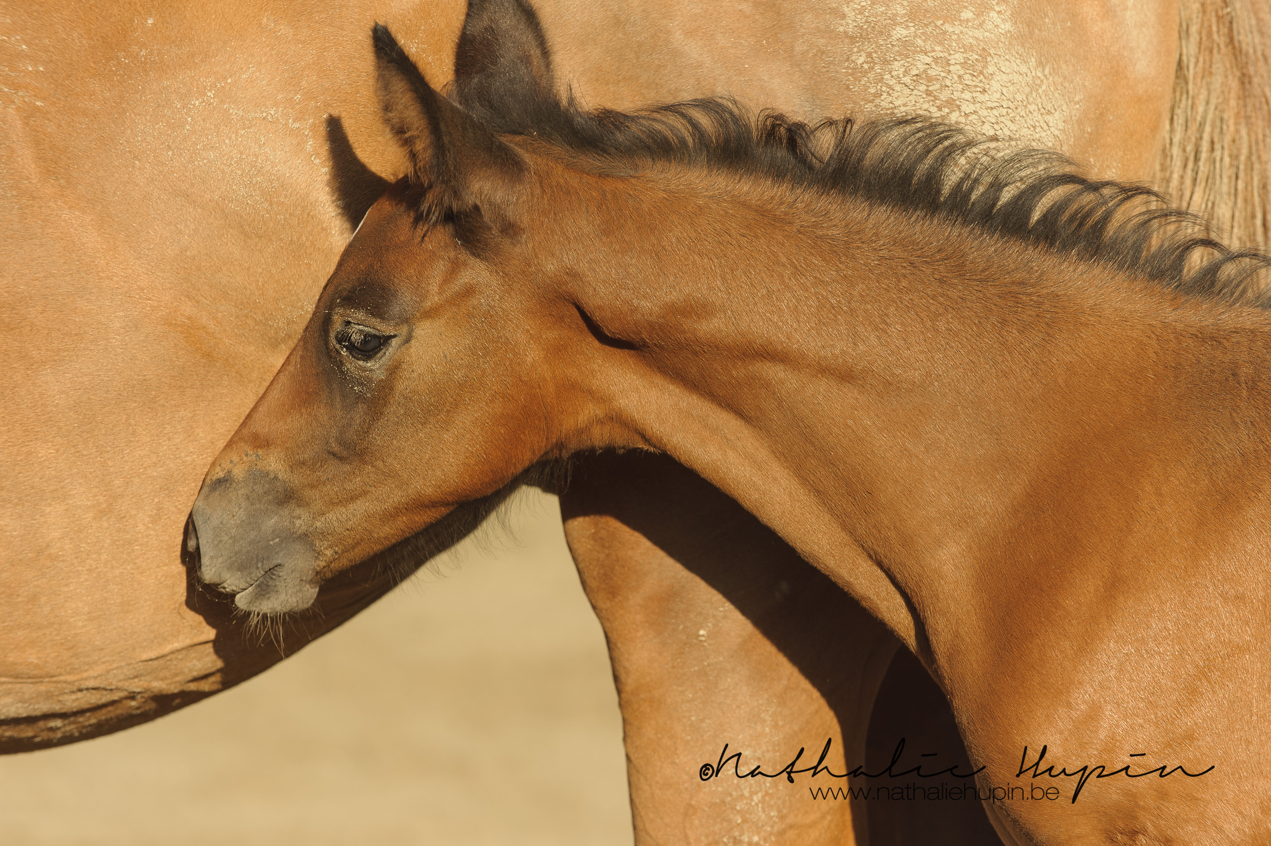 nhupin-chevaux-6477