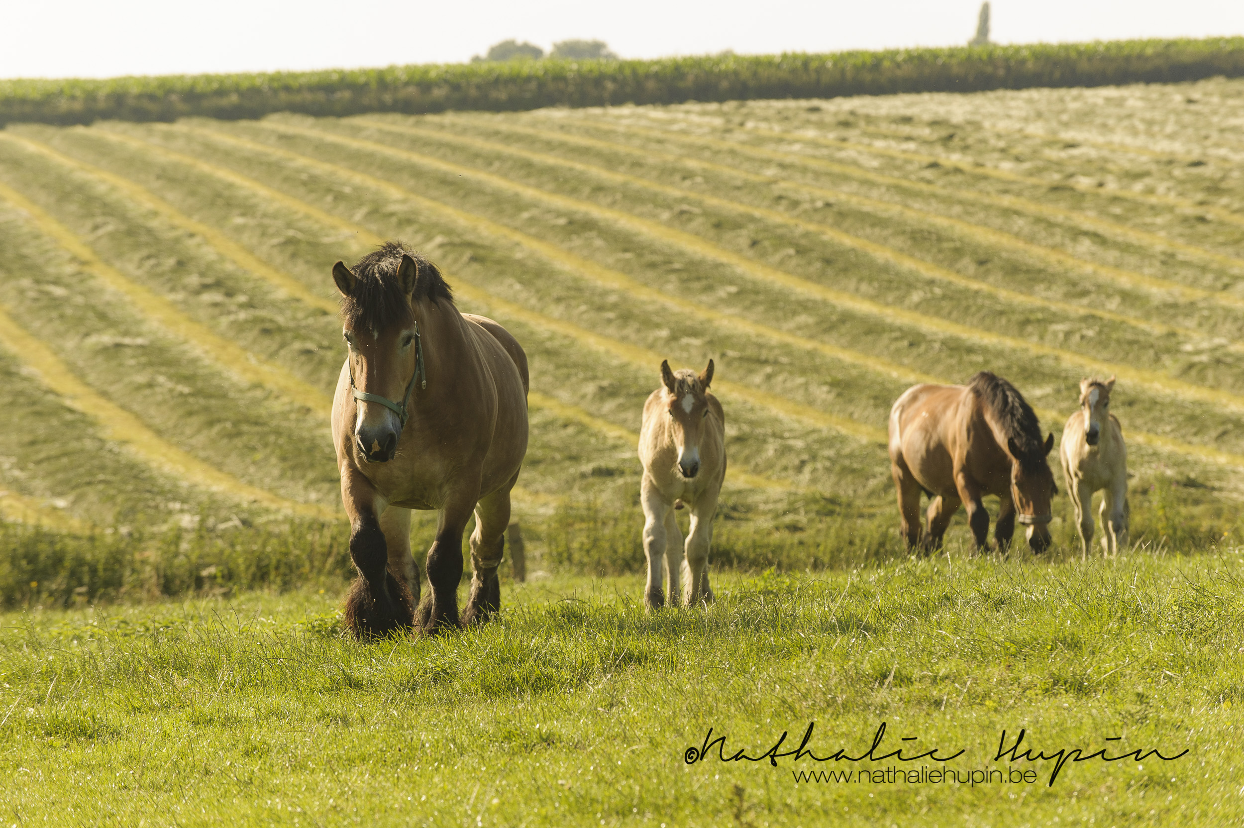 nhupin-chevaux-6584