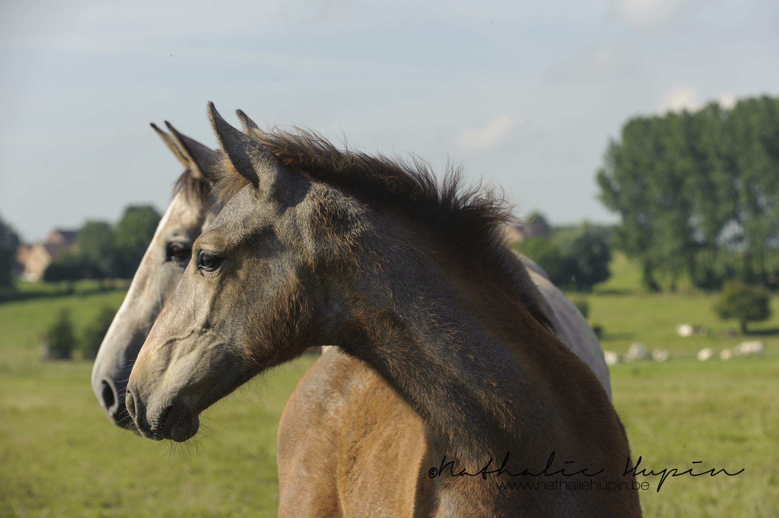 nhupin-chevaux-6844