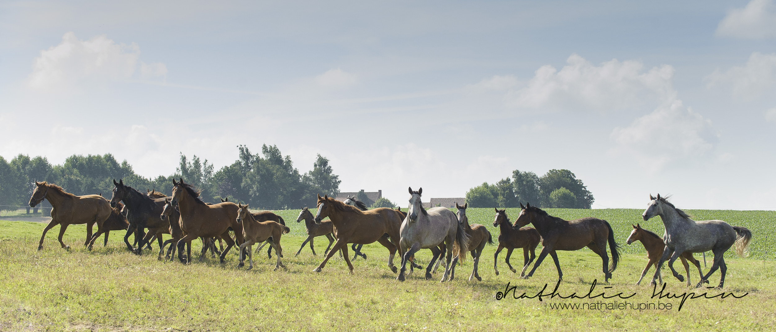 nhupin-chevaux-6871