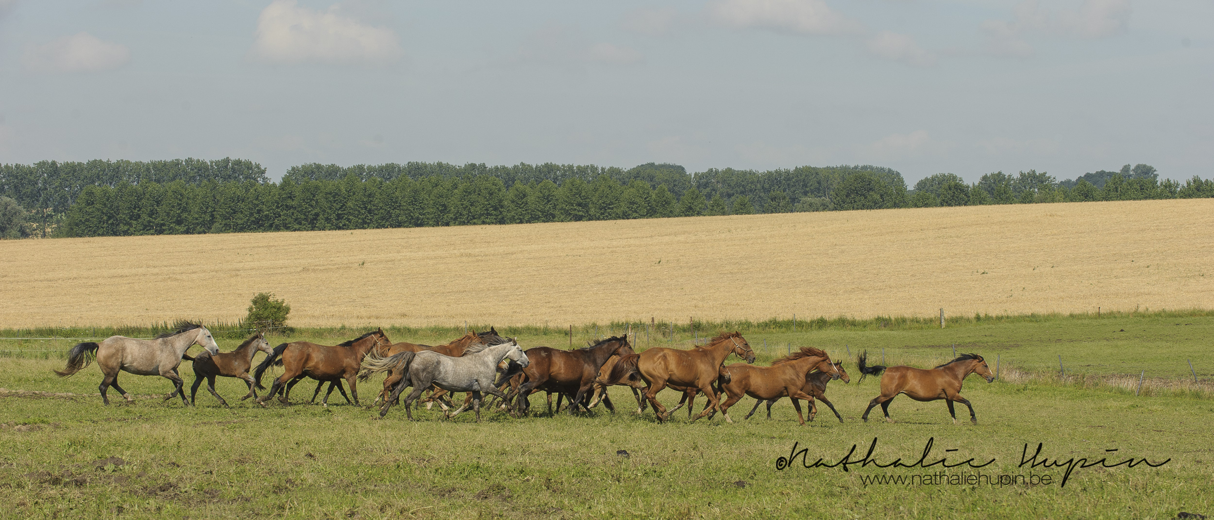 nhupin-chevaux-6900