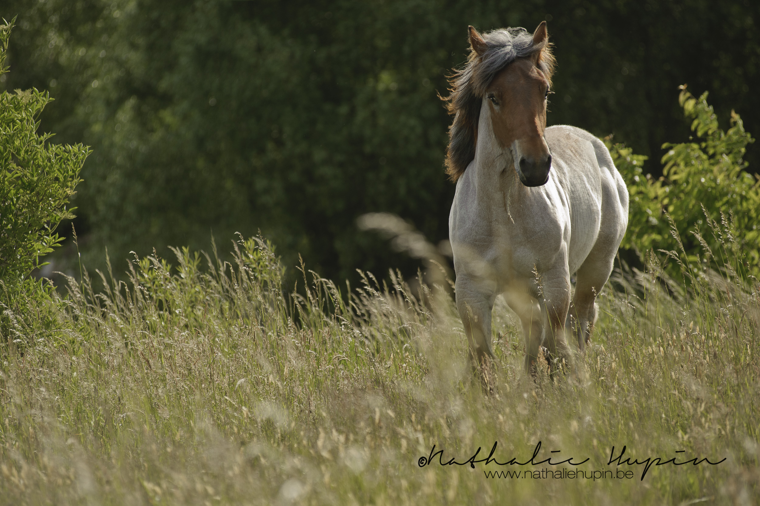 nhupin-chevaux--70