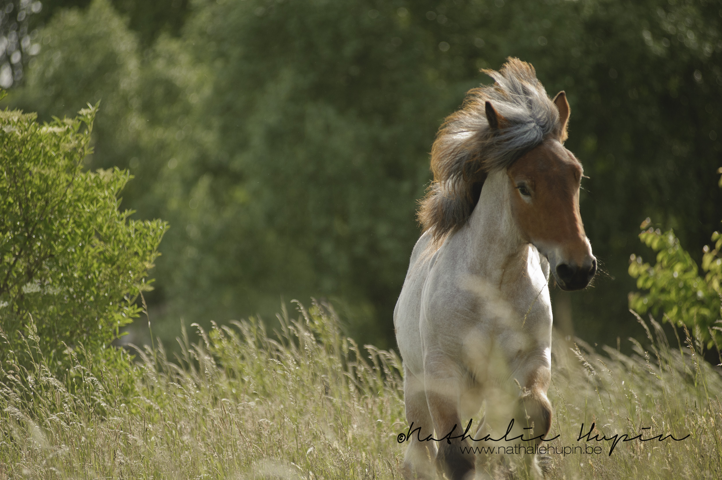 nhupin-chevaux--71