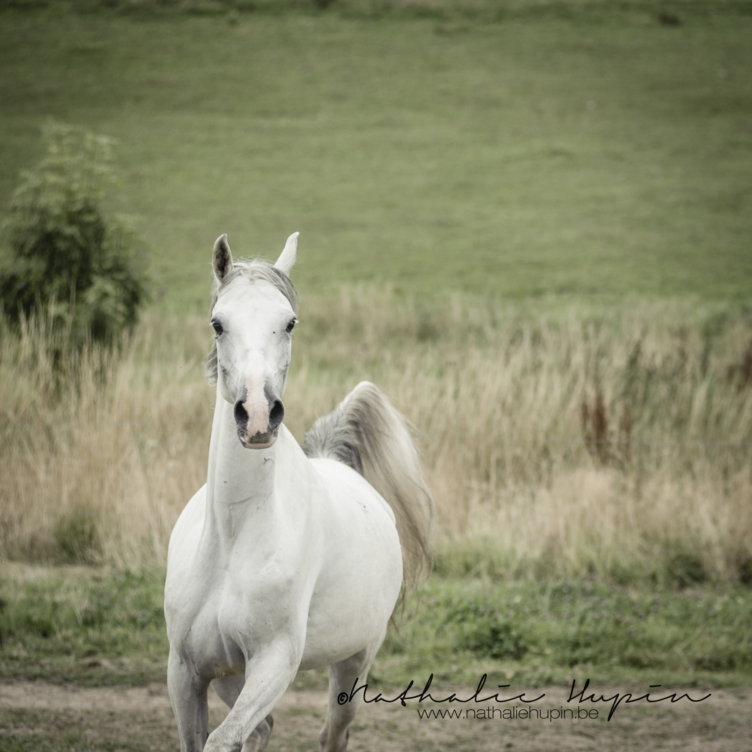 nhupin-chevaux-7688