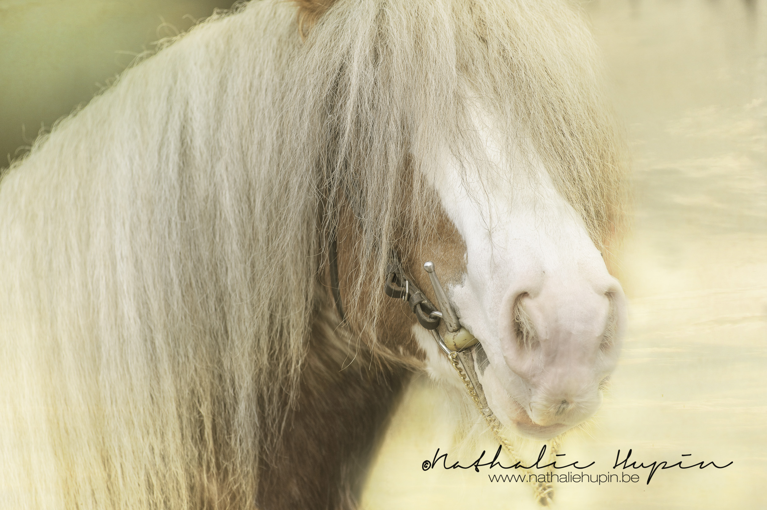 nhupin-chevaux--81