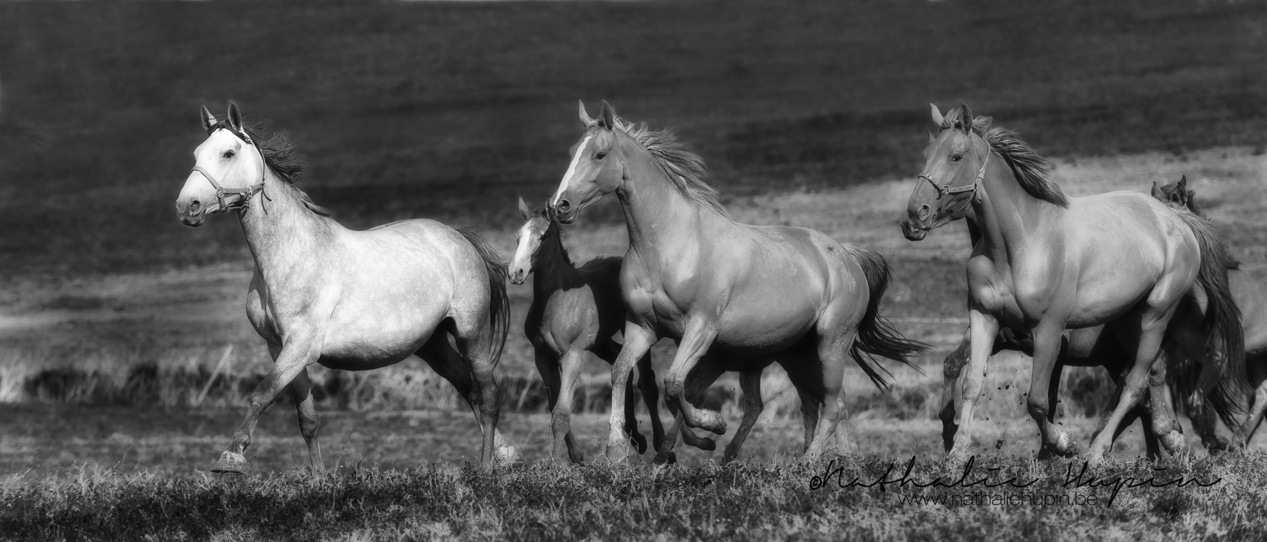 nhupin-chevaux--89