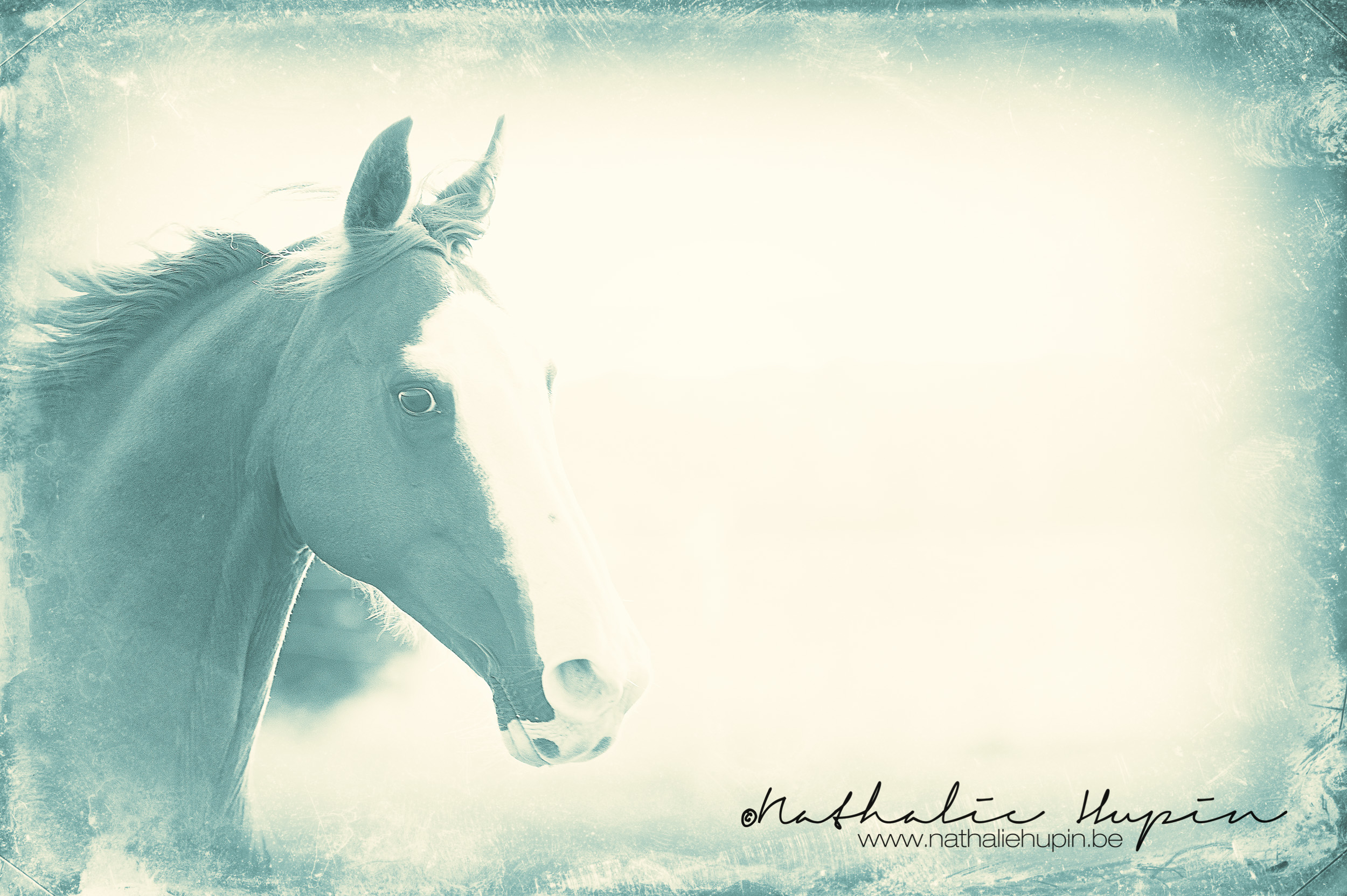 nhupin-chevaux--98
