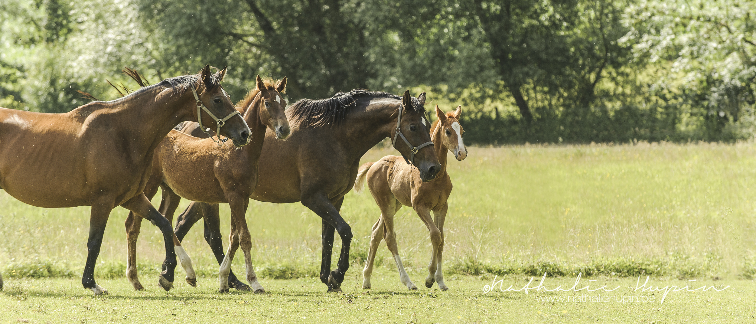 nhupin-chevaux-gisele--2