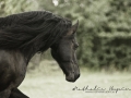 nhupin-chevaux--11