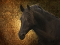nhupin-chevaux--12