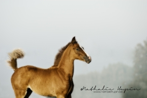 nhupin-chevaux--13
