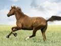 nhupin-chevaux--14