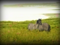 nhupin-chevaux--6